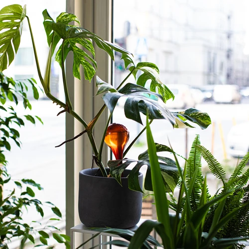 Kasvien kastelupallot, meripihkanväriset läpinäkyvät, 400 ml, 2 kpl - 11